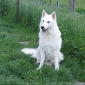 Photo de Berger blanc suisse