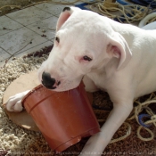 Photo de Dogue argentin