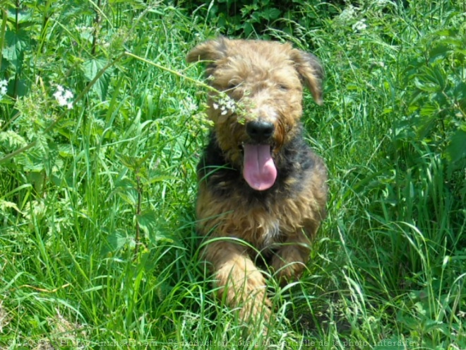 Photo d'Airedale terrier