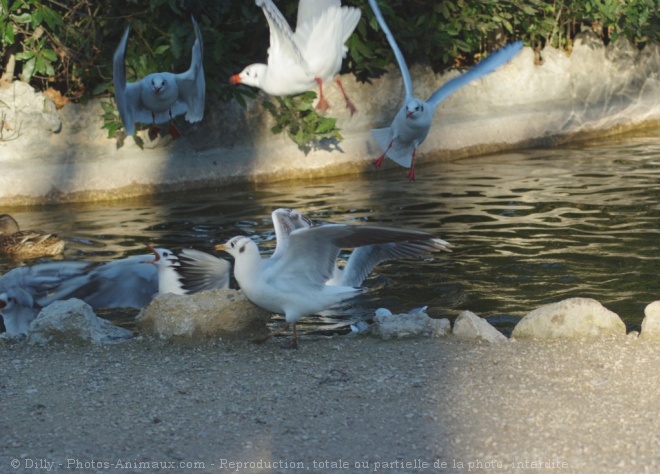 Photo de Mouette