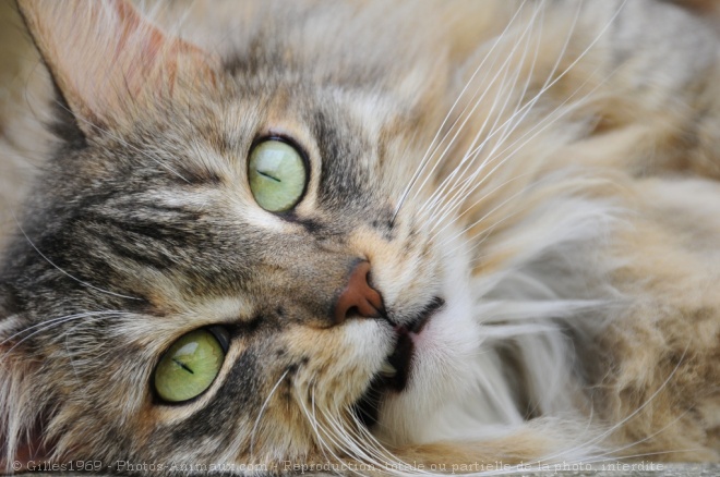 Photo de Maine coon