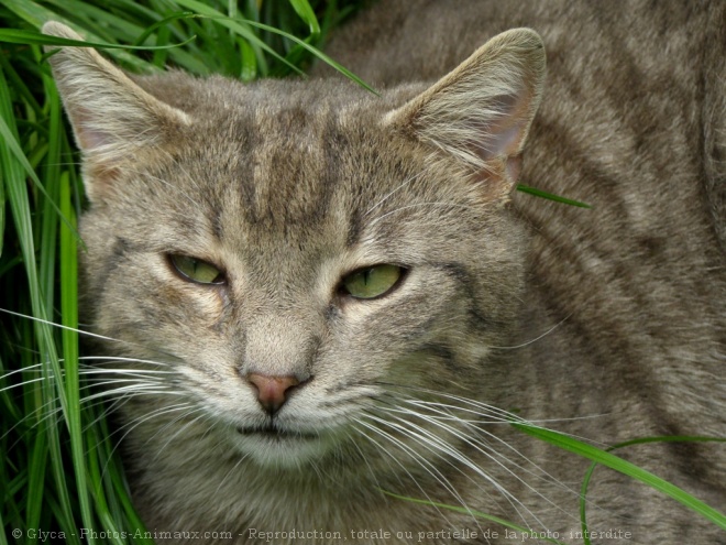 Photo de Chat domestique