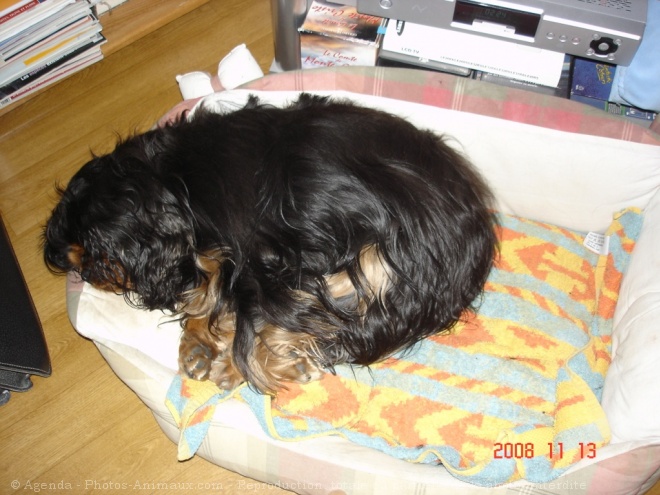 Photo de Cavalier king charles spaniel