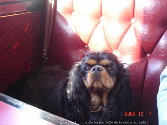 Photo de Cavalier king charles spaniel