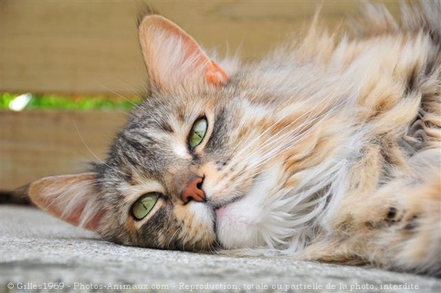 Photo de Maine coon