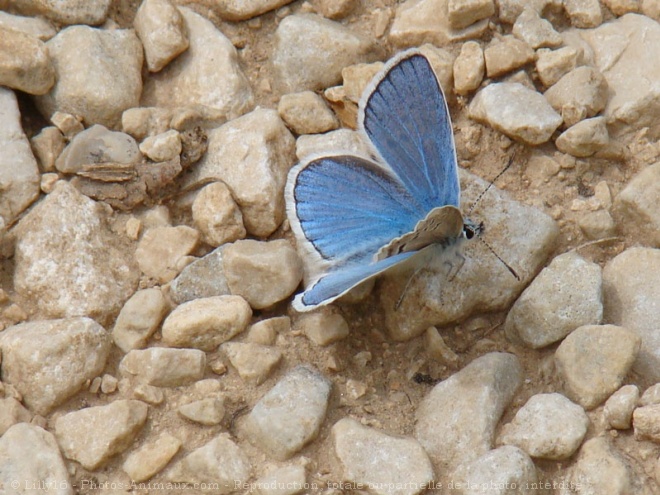 Photo de Papillon - le bel argus