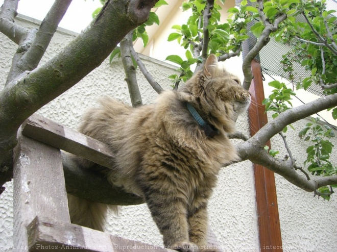 Photo de Maine coon