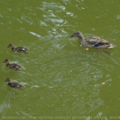 Photo de Canard colvert