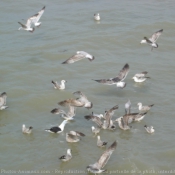 Photo de Mouette