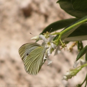 Photo de Papillon