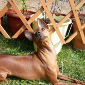 Photo de Pinscher nain