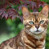 Photo de Bengal