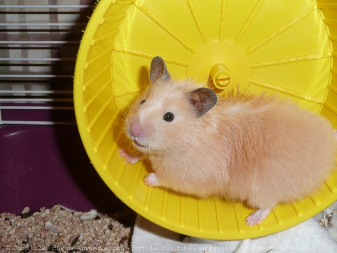 Photo de Hamster