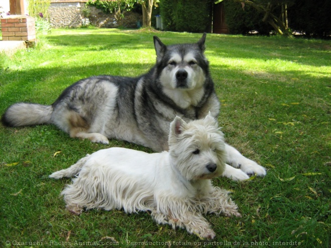 Photo de Races diffrentes