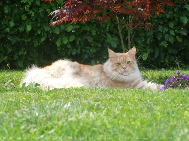 Photo de Maine coon