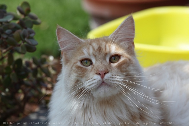 Photo de Maine coon