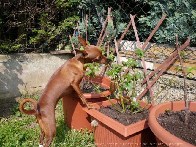 Photo de Pinscher nain