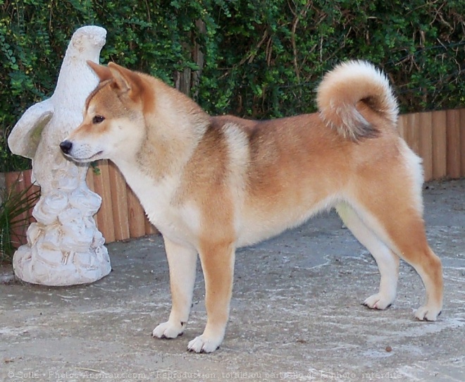 Photo de Shiba