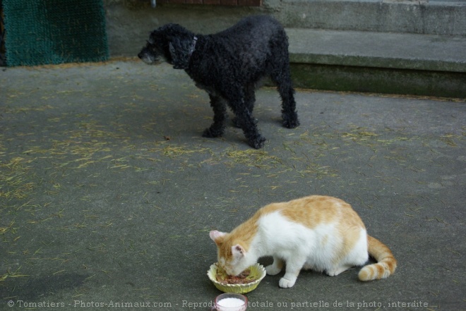 Photo de Chat domestique