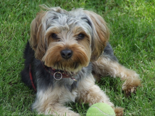 Photo de Yorkshire terrier