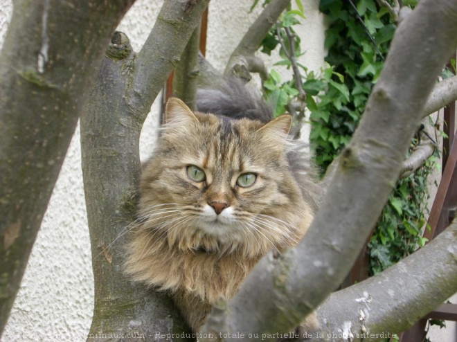 Photo de Maine coon