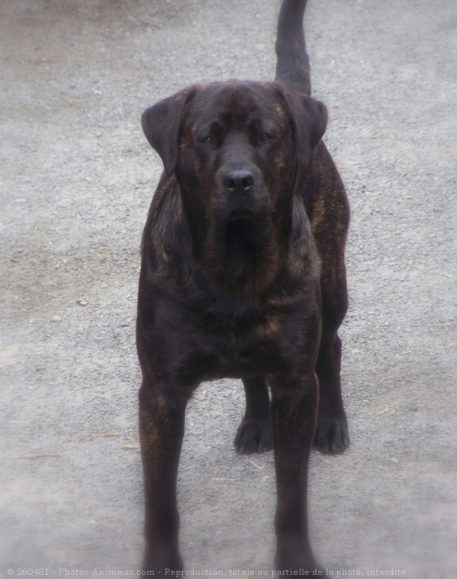 Photo de Rottweiler