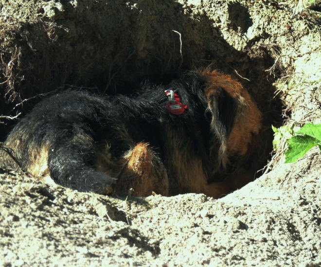 Photo de Border terrier