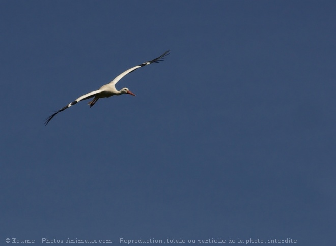 Photo de Cigogne