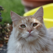 Photo de Maine coon