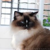 Photo de Ragdoll