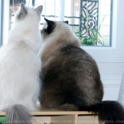 Photo de Ragdoll