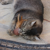 Photo de Chat domestique