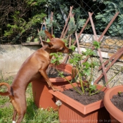 Photo de Pinscher nain