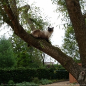 Photo de Sacr de birmanie