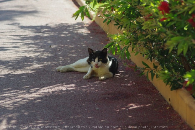 Photo de Chat domestique