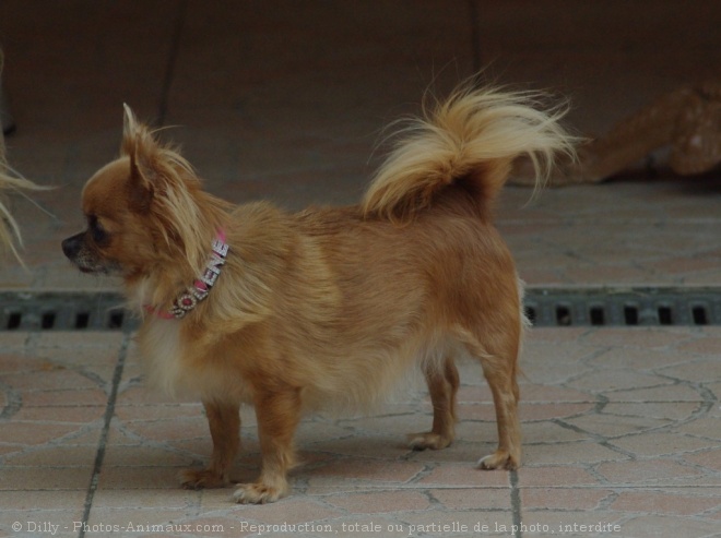 Photo de Chihuahua  poil long