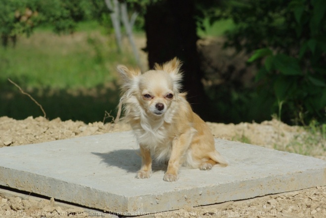 Photo de Chihuahua  poil long