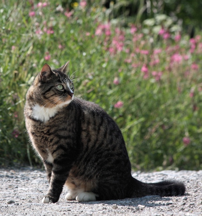 Photo de Chat domestique