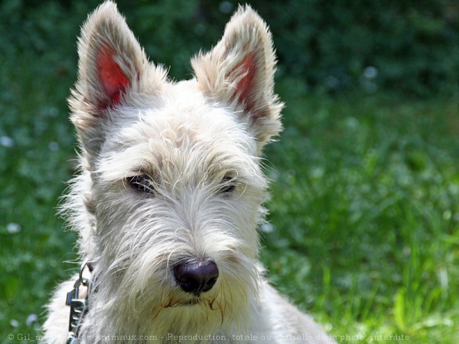 Photo de Scottish terrier