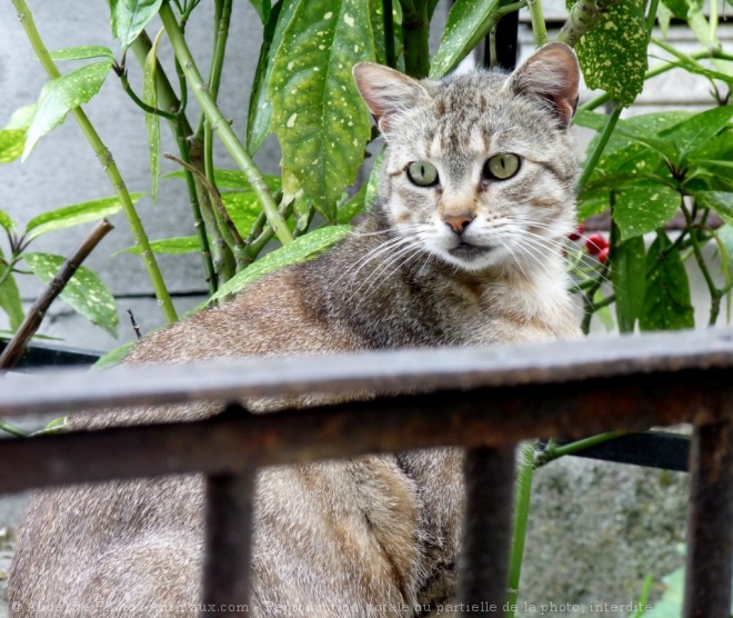 Photo de Chat domestique