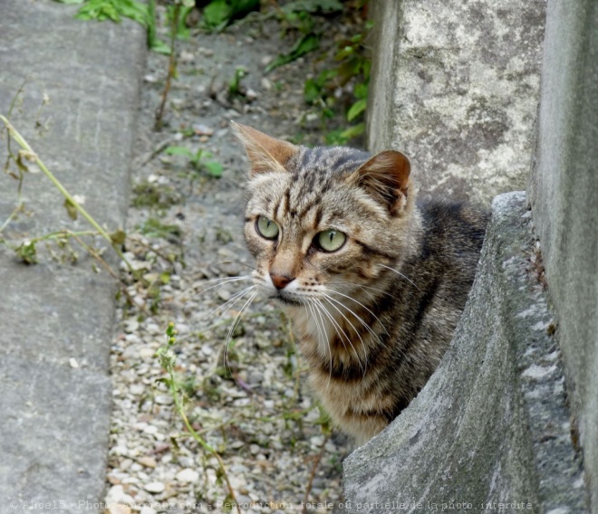 Photo de Chat domestique