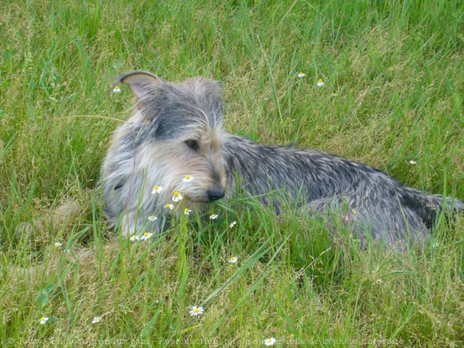 Photo de Berger de picardie