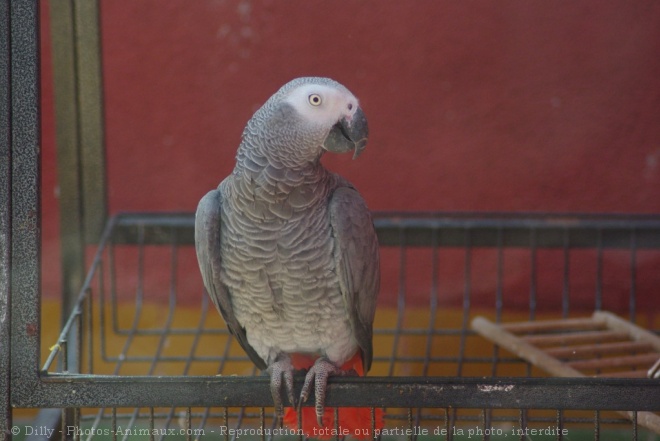 Photo de Perroquet - gris du gabon