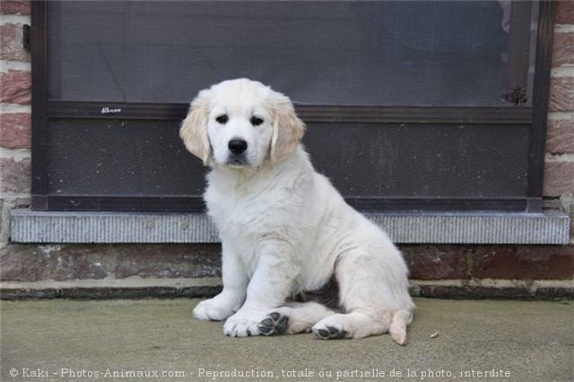 Photo de Golden retriever