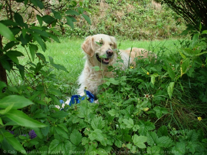 Photo de Golden retriever