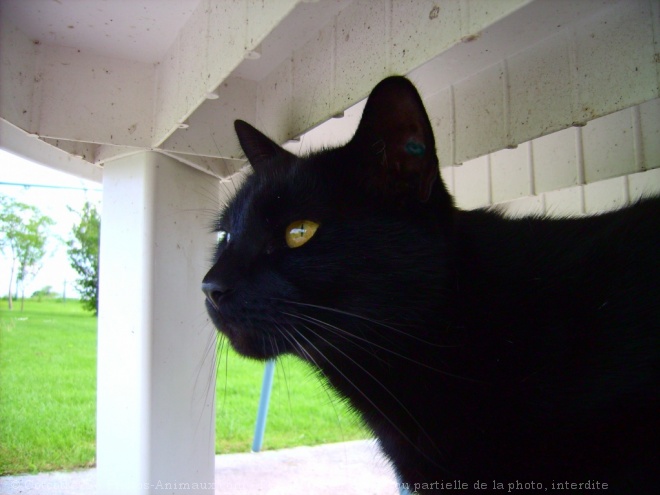 Photo de Chat domestique