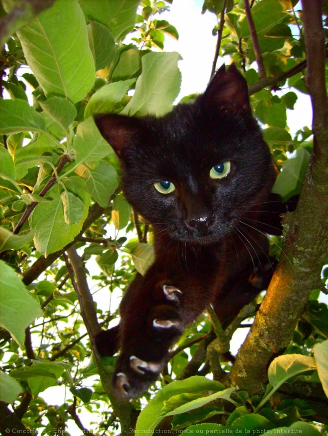 Photo de Chat domestique