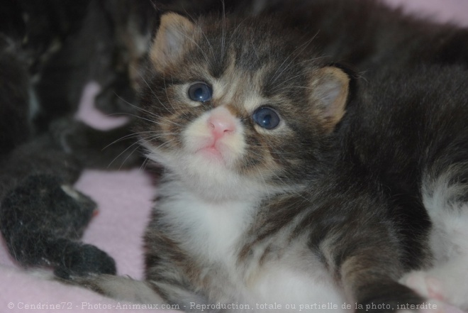 Photo de Maine coon