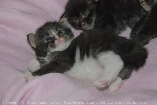 Photo de Maine coon