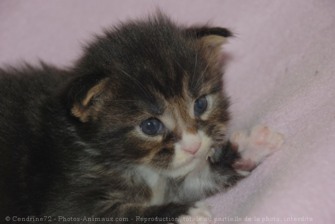 Photo de Maine coon